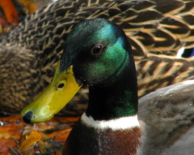 Mallards